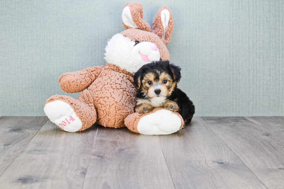 Fluffy Morkie Designer Pup