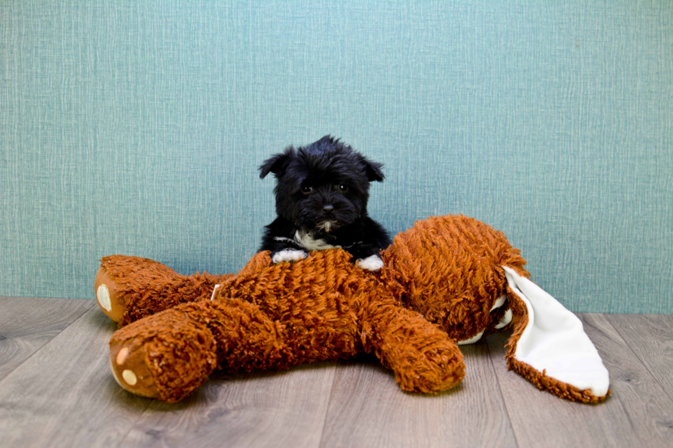 Energetic Yorkie Designer Puppy