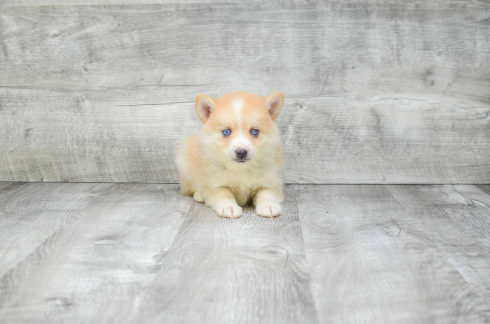 Pomsky Pup Being Cute