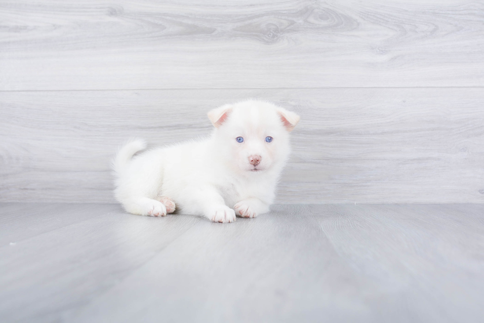 Friendly Pomsky Baby