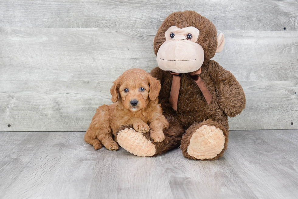 Petite Mini Goldendoodle Poodle Mix Pup