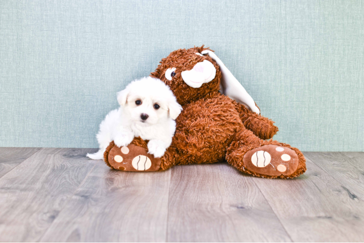 Little Maltepoo Poodle Mix Puppy