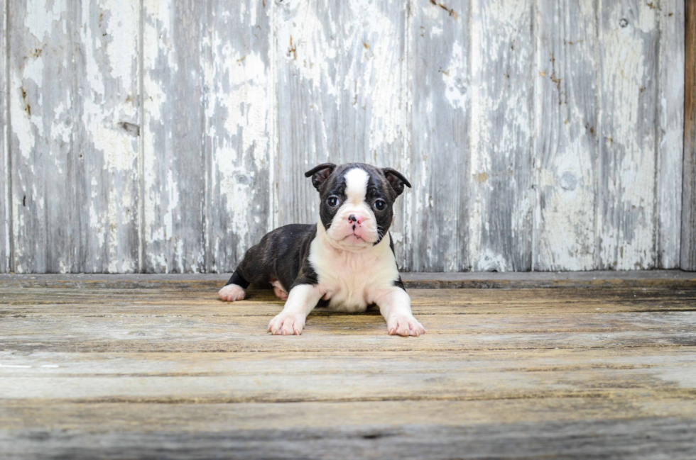 Best Boston Terrier Baby