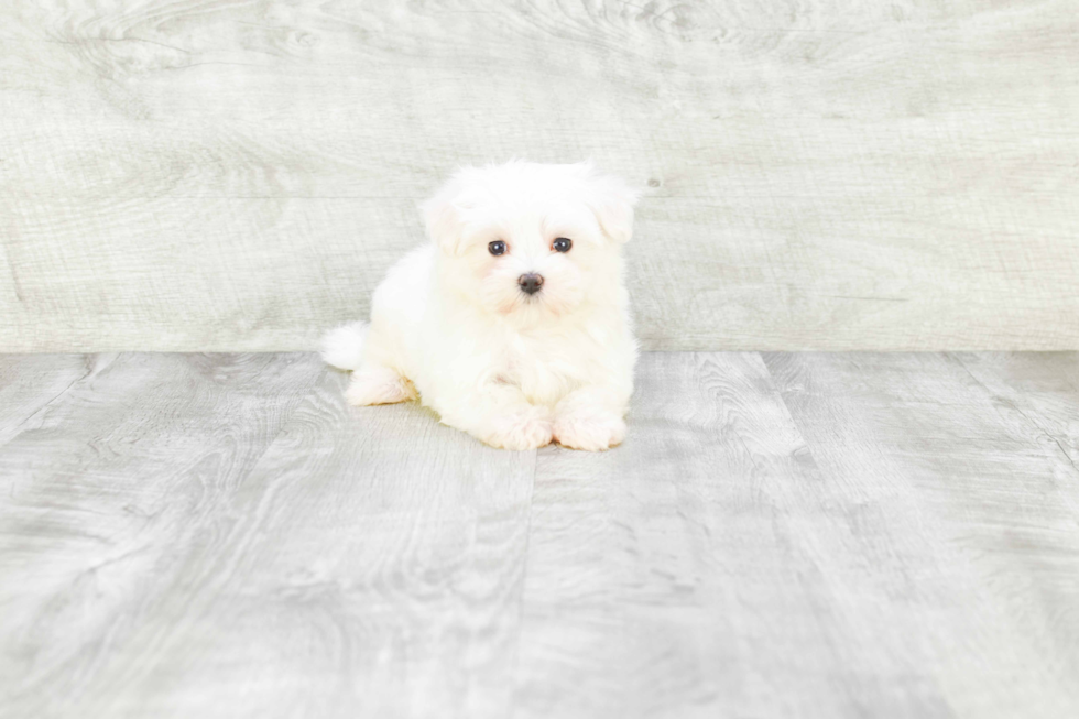 Maltese Pup Being Cute