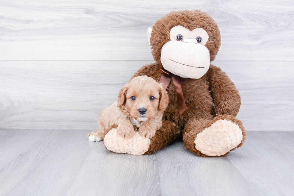Hypoallergenic Cavoodle Poodle Mix Puppy