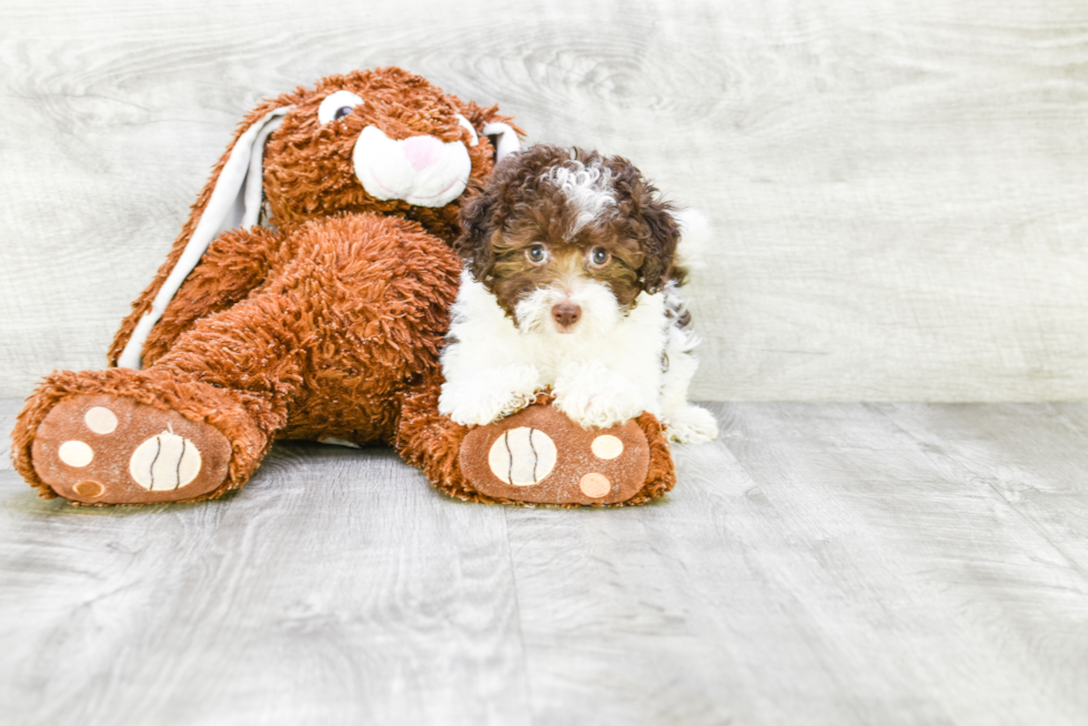 Havanese Pup Being Cute