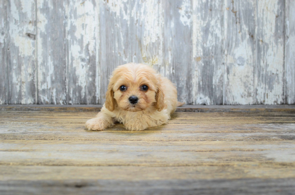 Adorable Cavalier Designer Puppy