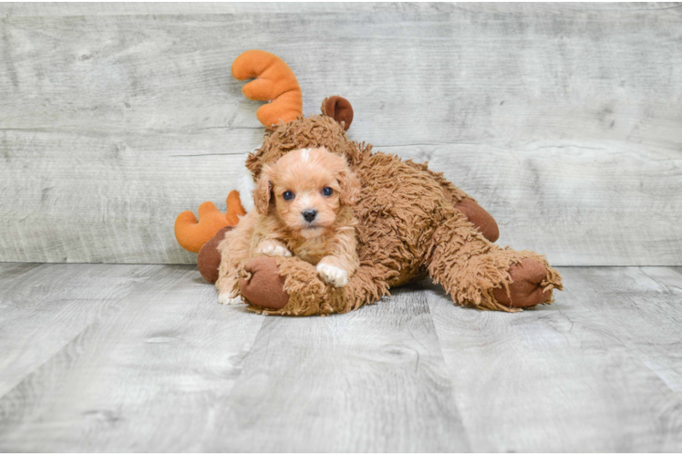 Cavapoo Pup Being Cute