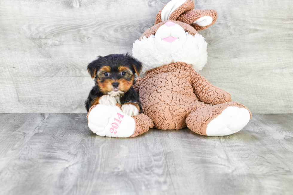 Meet Lebron - our Yorkshire Terrier Puppy Photo 