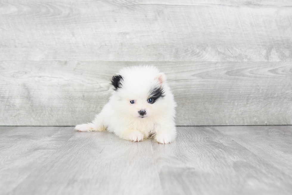 Pomeranian Pup Being Cute