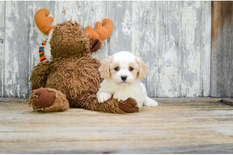 Friendly Cavachon Baby