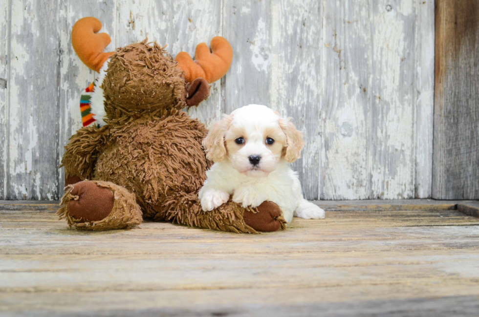 Friendly Cavachon Baby