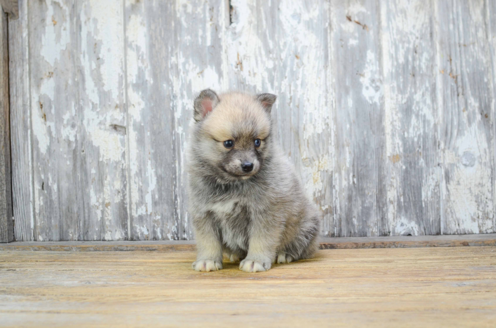 Pomsky Puppy for Adoption