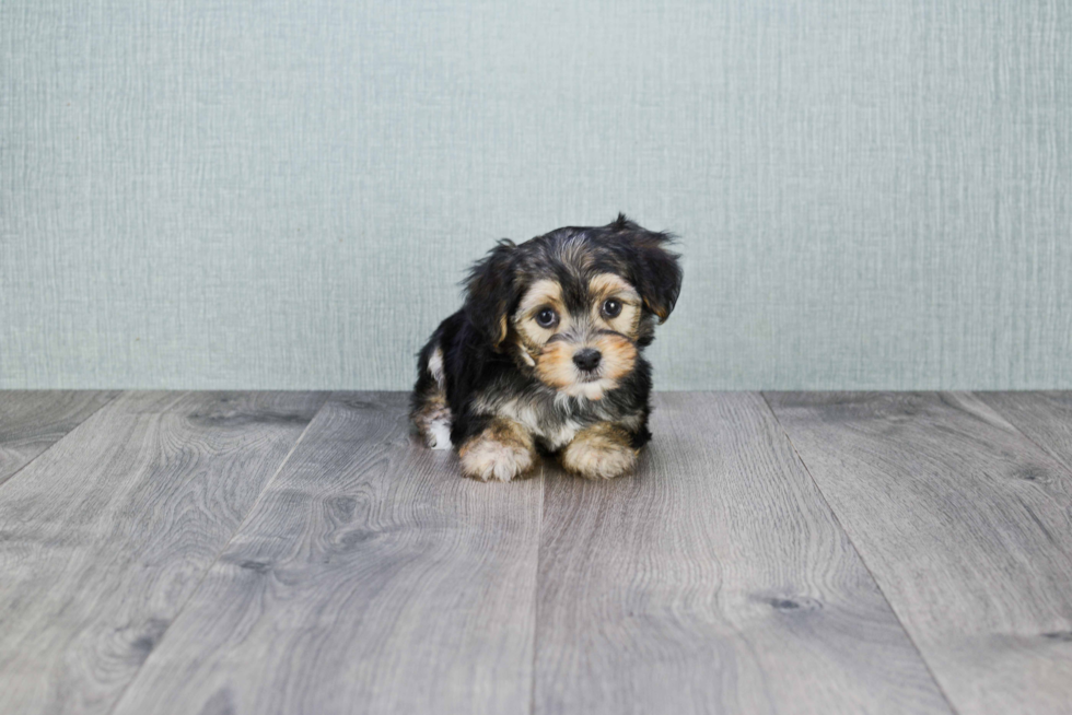 Morkie Pup Being Cute