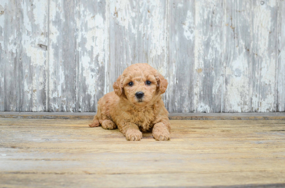 Hypoallergenic Golden Retriever Poodle Mix Puppy