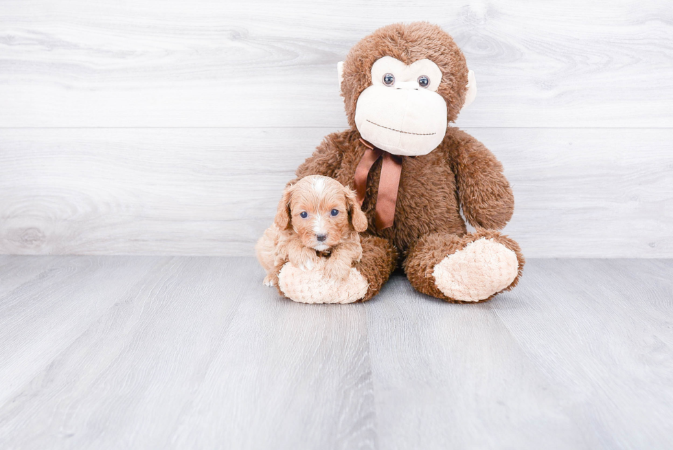 Popular Cavapoo Poodle Mix Pup