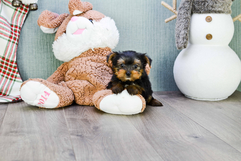 Meet Izzie - our Yorkshire Terrier Puppy Photo 