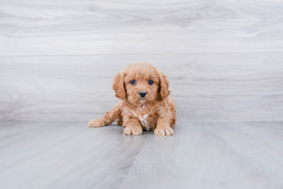 Funny Cavapoo Poodle Mix Pup