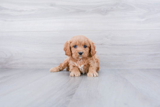 Funny Cavapoo Poodle Mix Pup