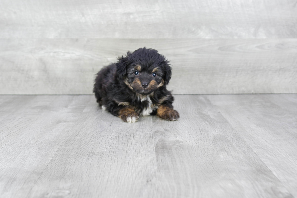 Mini Aussiedoodle Pup Being Cute