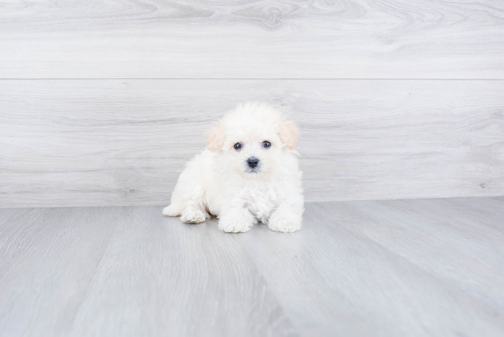 Fluffy Maltipoo Poodle Mix Pup