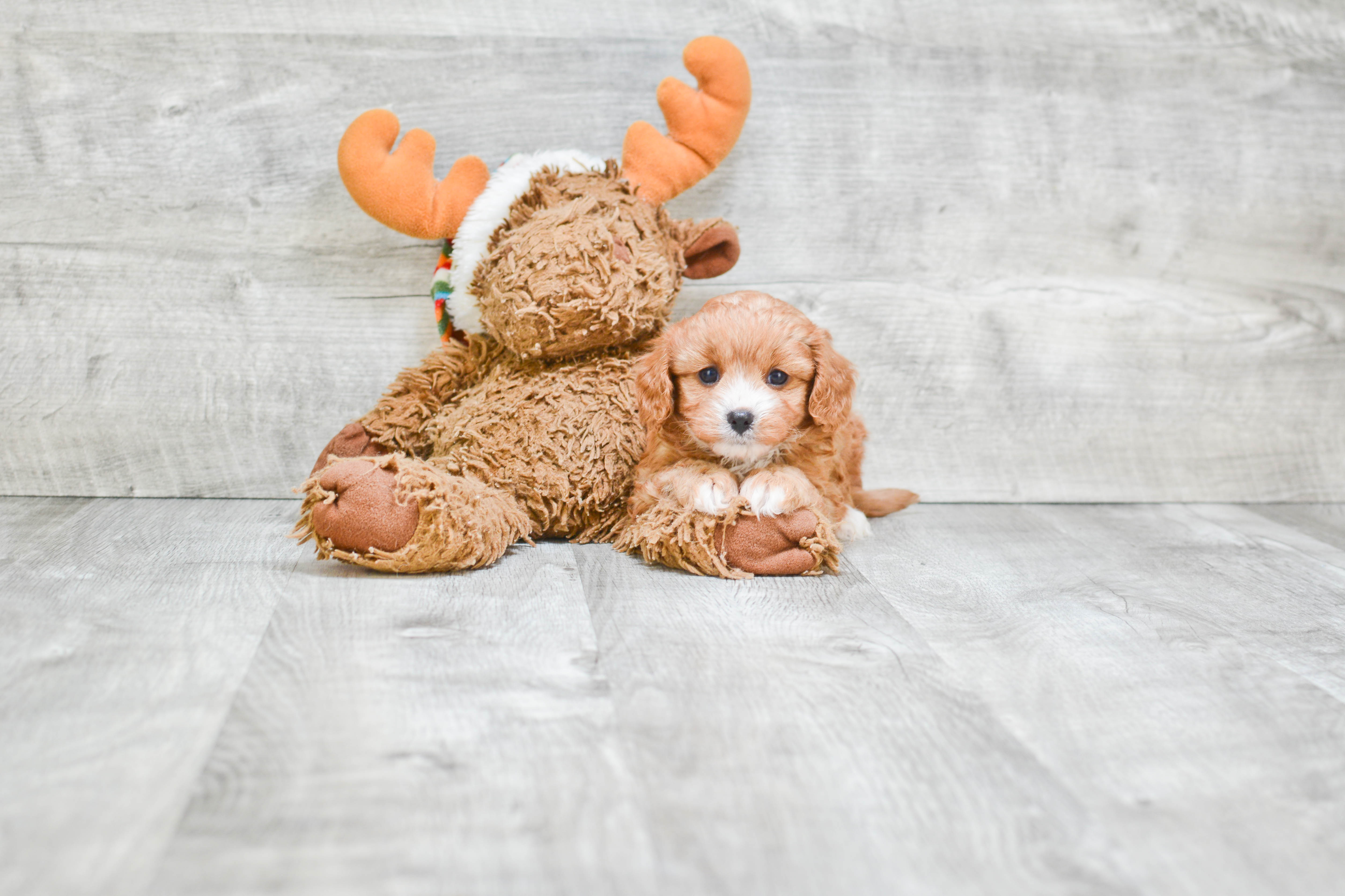 Cavapoo Pup Being Cute