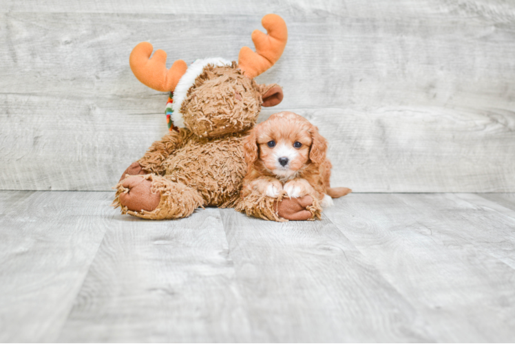 Cavapoo Pup Being Cute