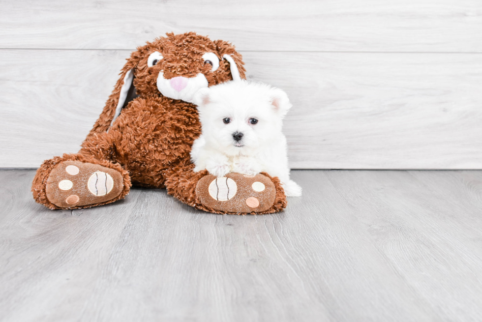 Maltese Puppy for Adoption