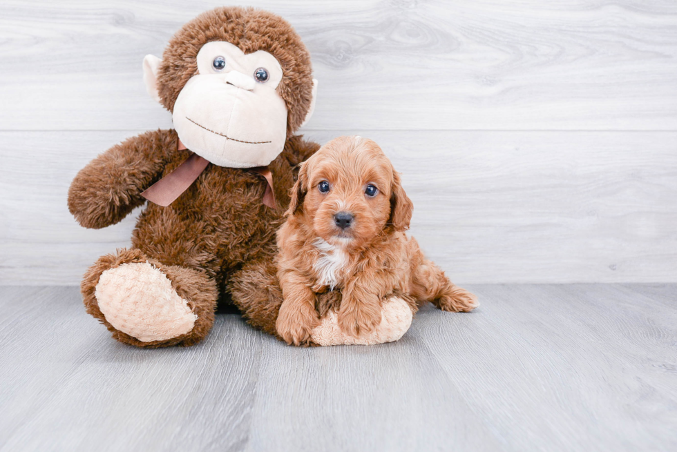 Fluffy Cavapoo Poodle Mix Pup