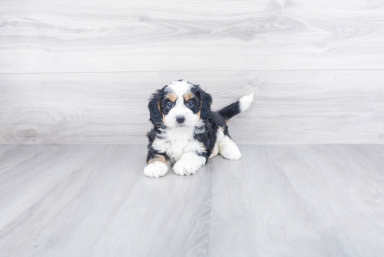 Best Mini Bernedoodle Baby