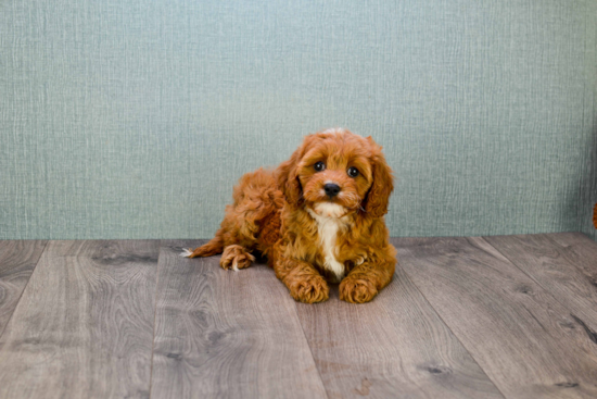 Fluffy Cavapoo Poodle Mix Pup