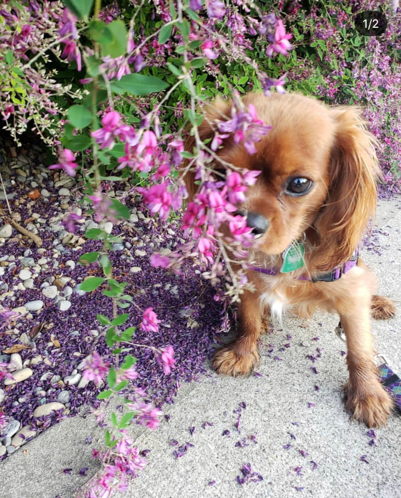 Playful Cavalier King Charles Spaniel Pup