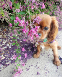 Playful Cavalier King Charles Spaniel Pup