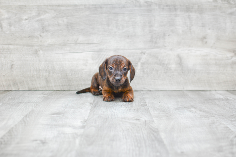 Cute Dachshund Purebred Puppy