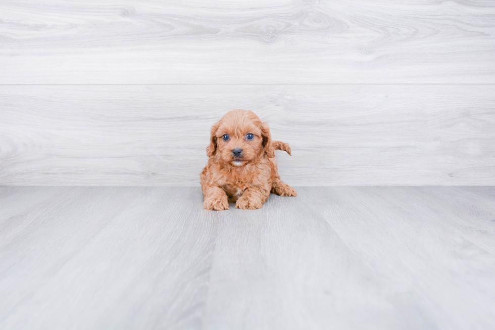 Cavapoo Puppy for Adoption