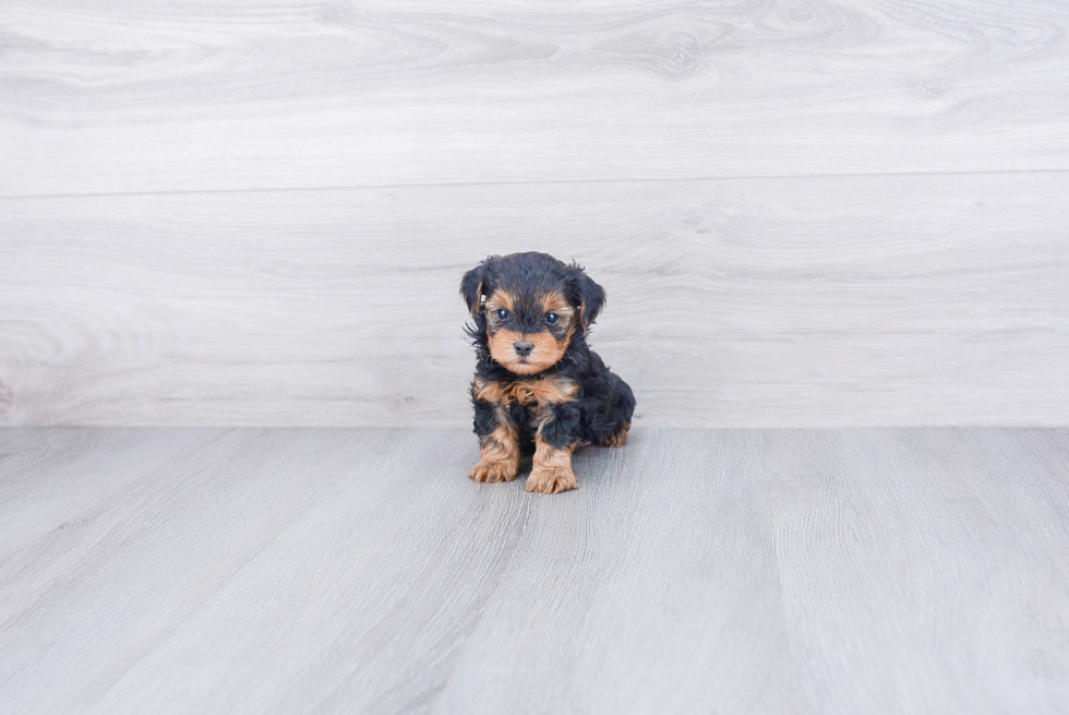 Yorkie Poo Puppy for Adoption