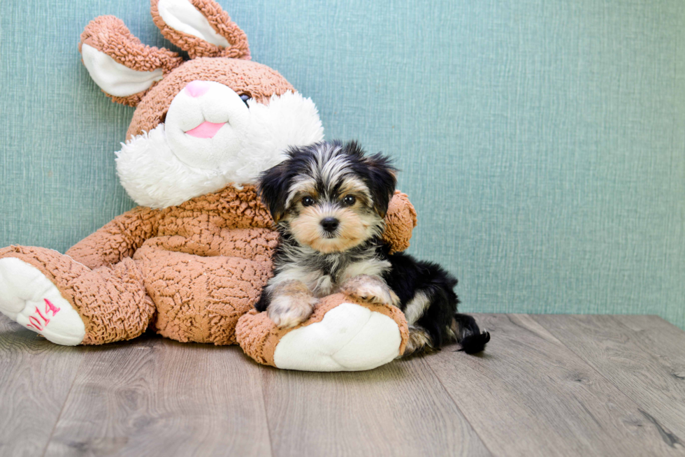 Hypoallergenic Yorkie Designer Puppy