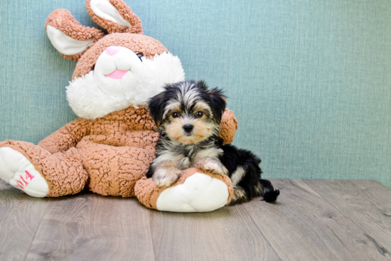 Hypoallergenic Yorkie Designer Puppy