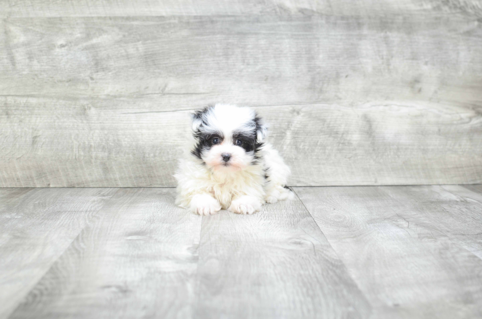 Petite Maltipom Designer Pup