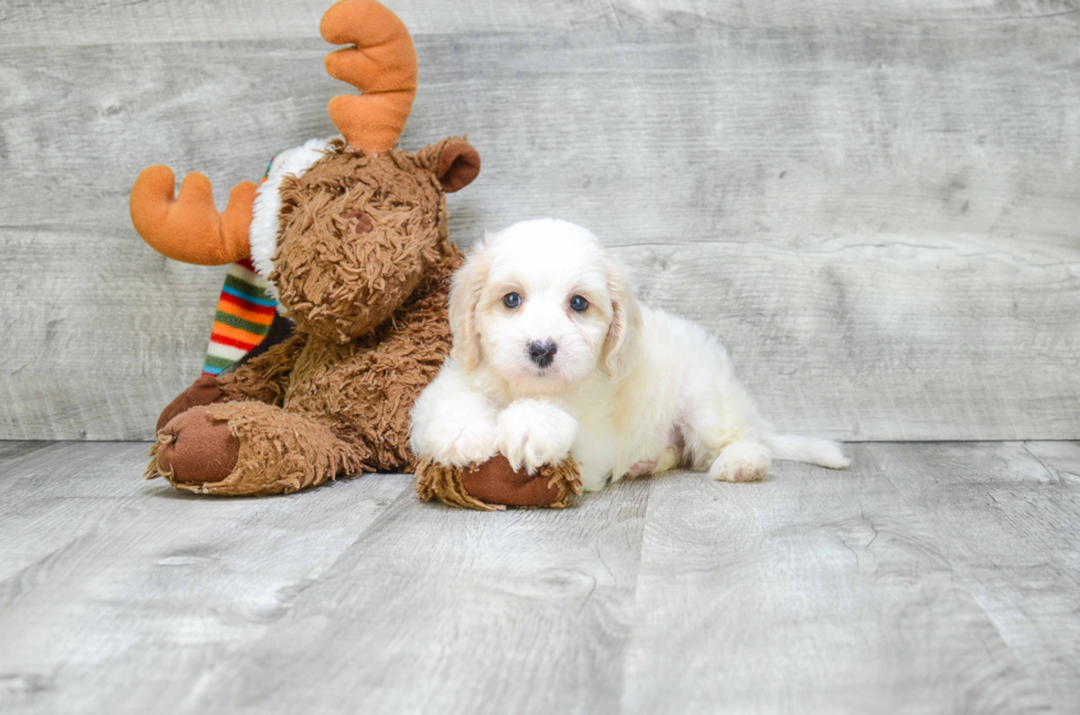 Best Cavapoo Baby