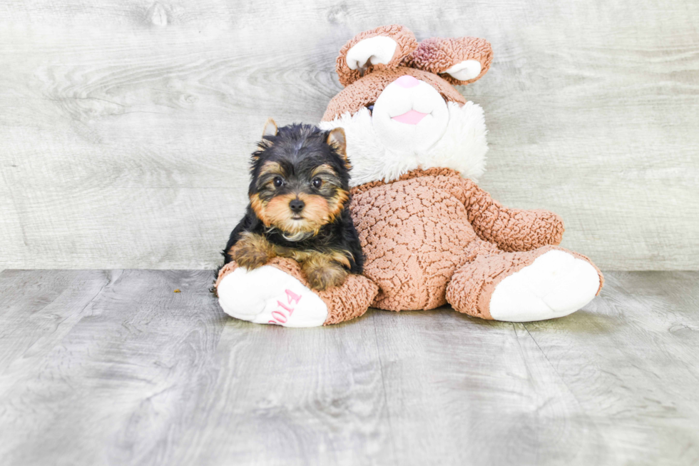 Meet Twinkle - our Yorkshire Terrier Puppy Photo 