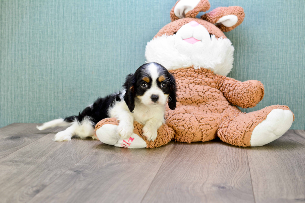 Small Cavalier King Charles Spaniel Baby