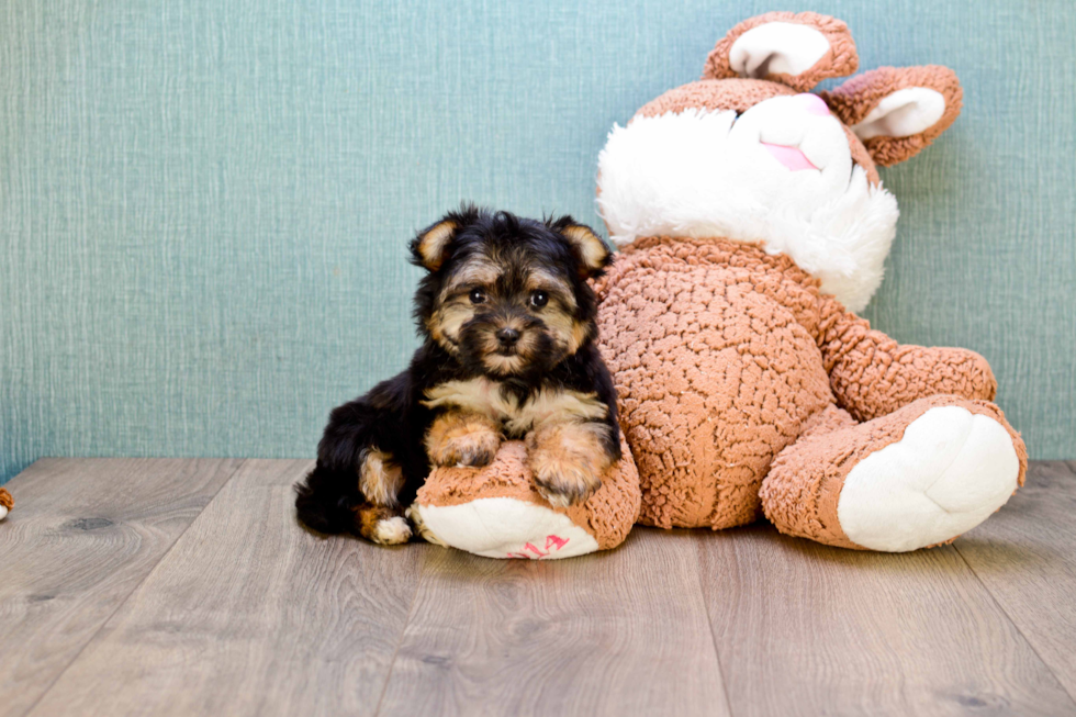 Cute Morkie Baby