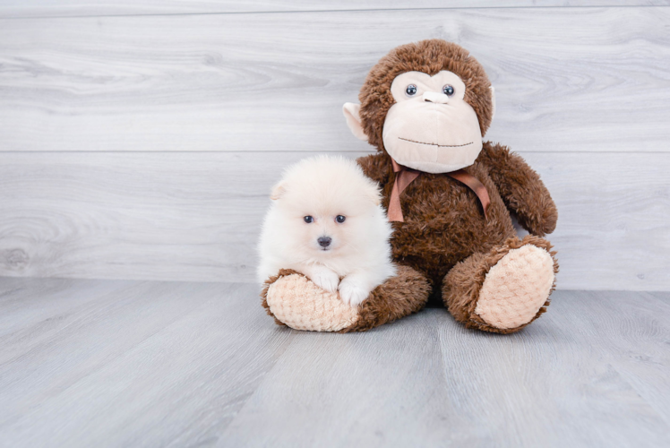 Cute Pomeranian Purebred Puppy