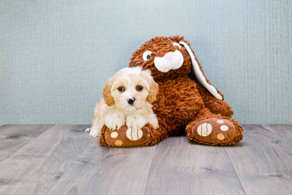 Cavachon Puppy for Adoption