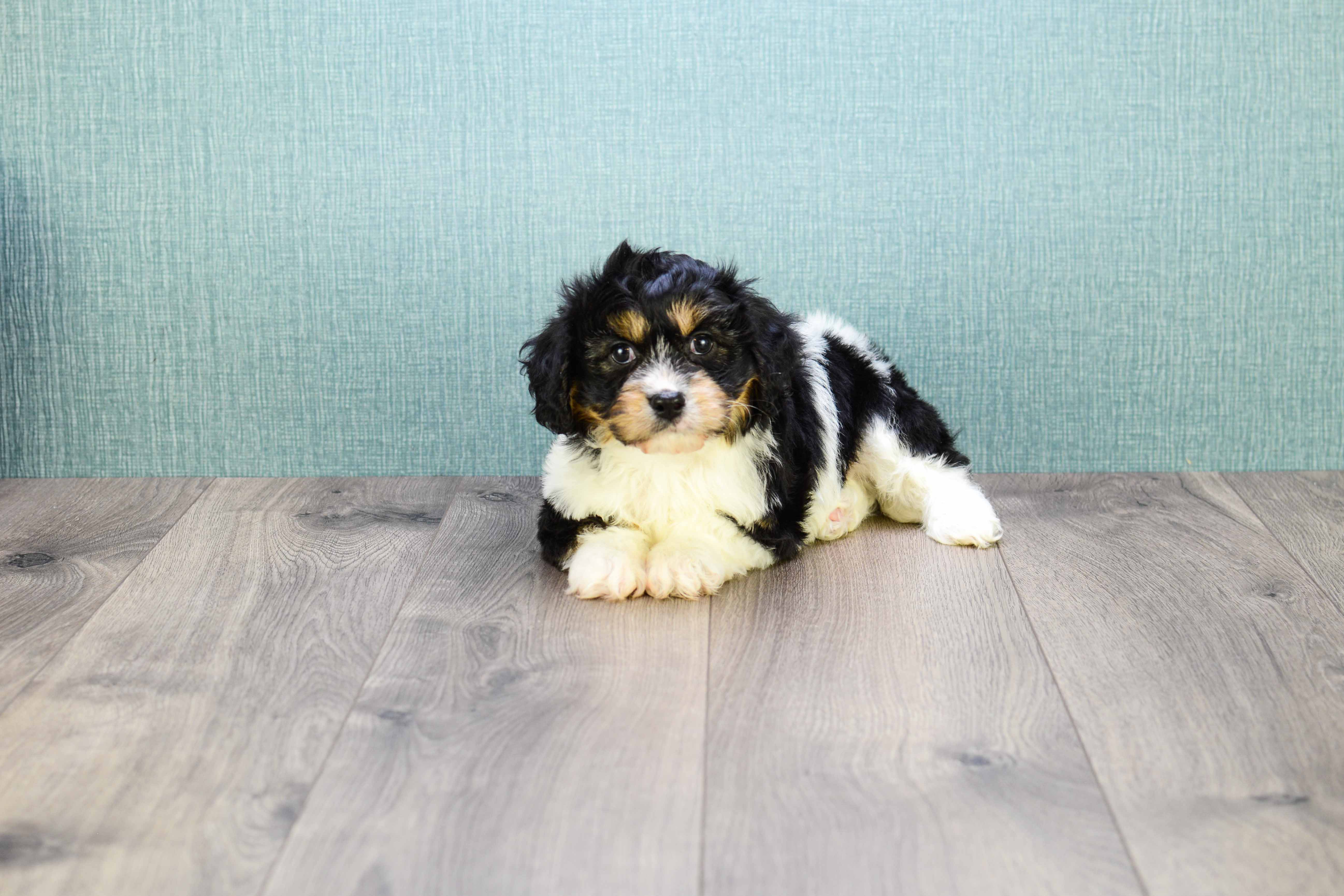Best Cavachon Baby