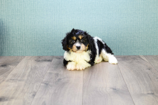 Best Cavachon Baby