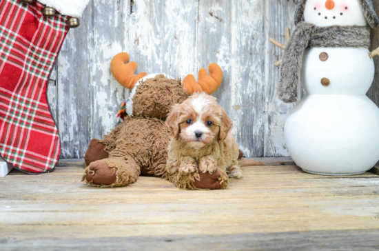 Adorable Cavoodle Poodle Mix Puppy