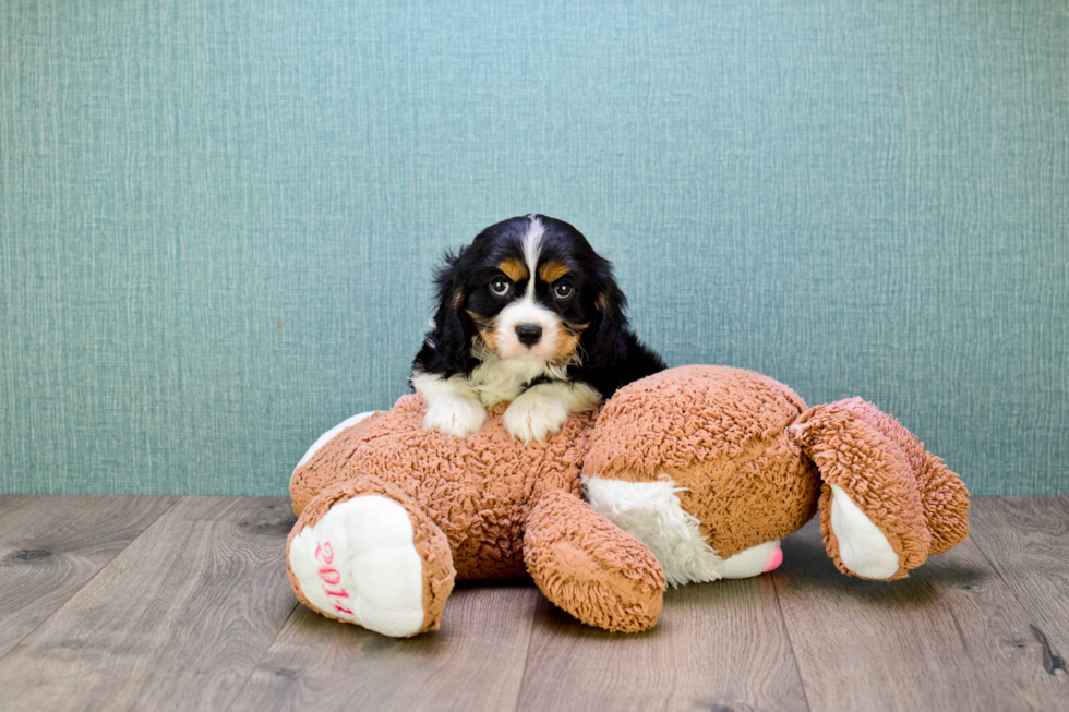 Cavalier King Charles Spaniel Puppy for Adoption