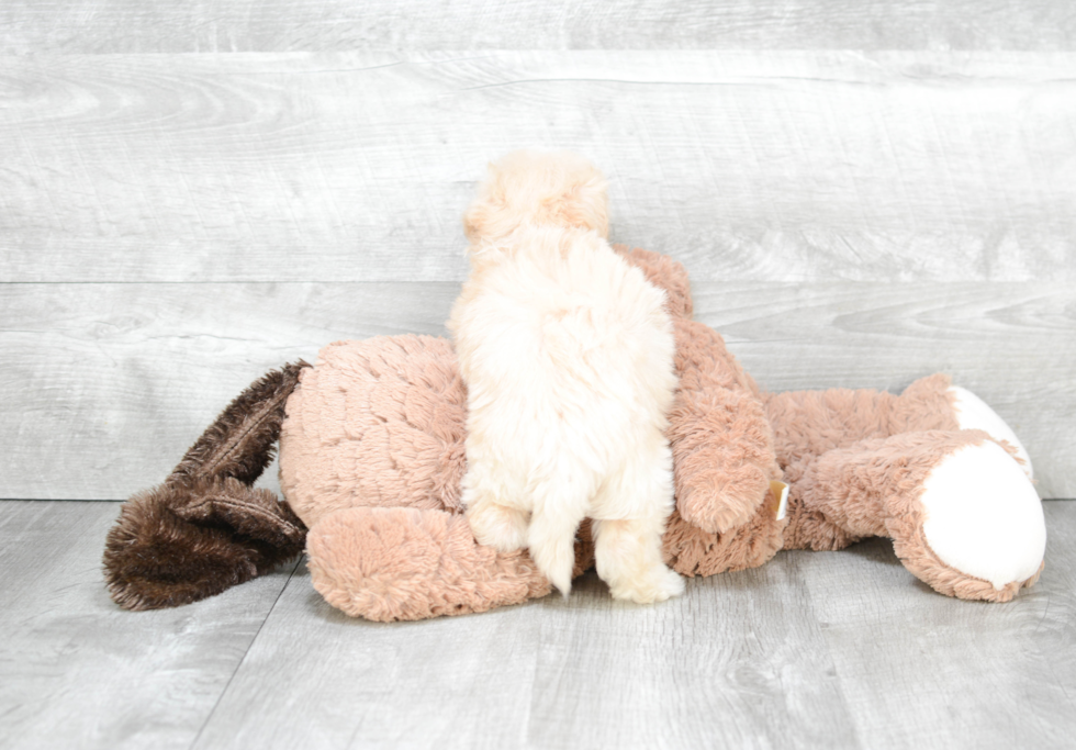 Maltipoo Pup Being Cute